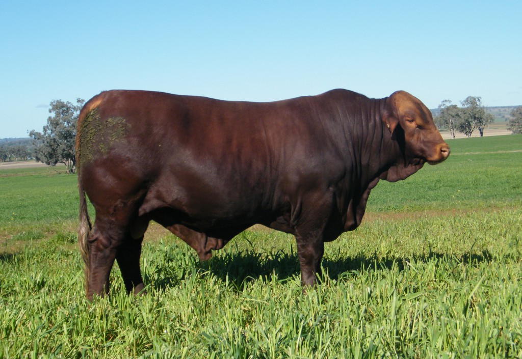 polled santa gertrudis cattle