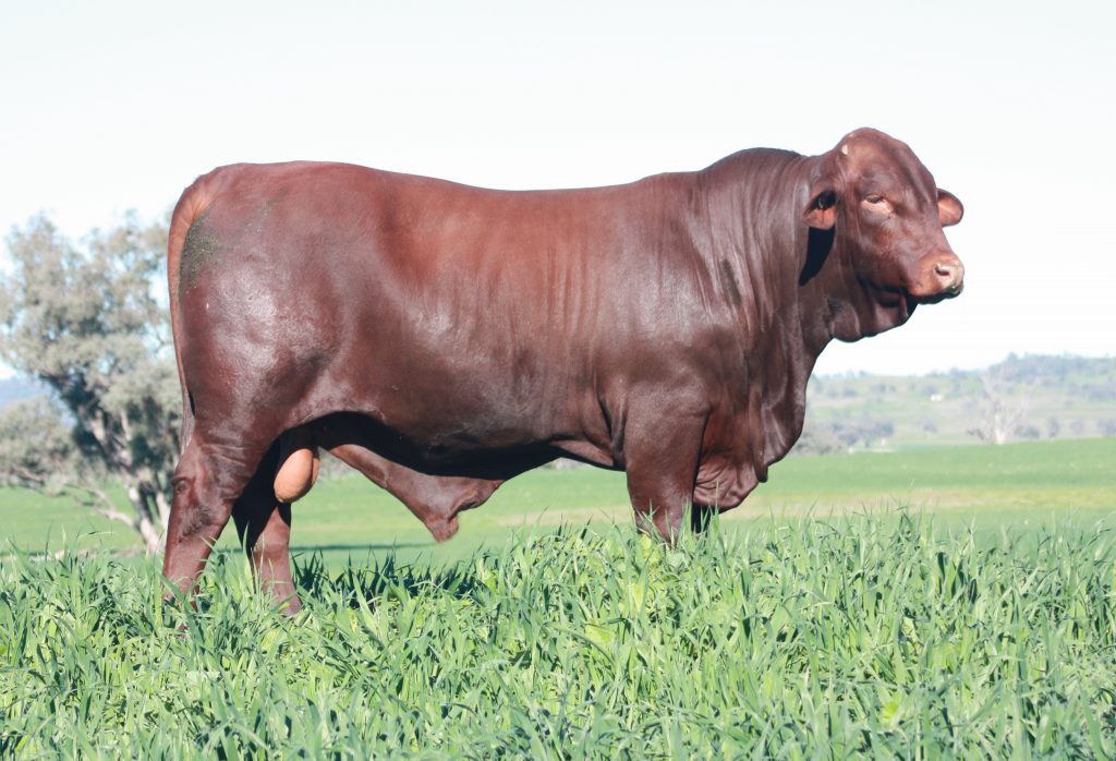 santa gertrudis cattle santa gertrudis cattle australia poll santa bull santa gertrudis bulls